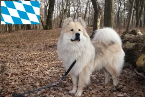 Scopri di più sull'articolo Allevatori di Eurasier e cuccioli in Baviera