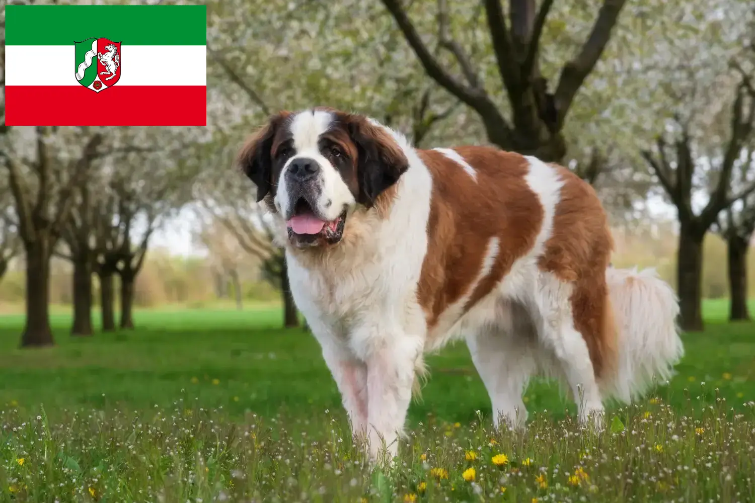 Scopri di più sull'articolo Allevatori di San Bernardo e cuccioli in Nord Reno-Westfalia