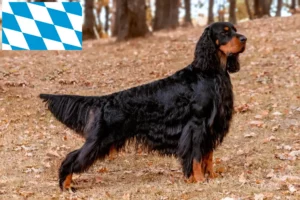 Scopri di più sull'articolo Allevatori di Setter Gordon e cuccioli in Baviera