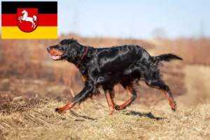 Scopri di più sull'articolo Allevatori di Setter Gordon e cuccioli in Bassa Sassonia