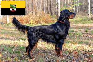 Scopri di più sull'articolo Allevatori di Setter Gordon e cuccioli in Sassonia-Anhalt