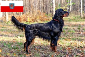 Scopri di più sull'articolo Allevatori di Setter Gordon e cuccioli in Turingia