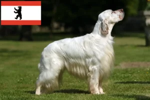 Scopri di più sull'articolo Allevatori e cuccioli di Setter Inglese a Berlino