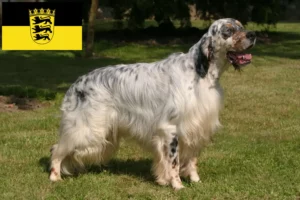 Scopri di più sull'articolo Allevatori di Setter Inglese e cuccioli in Baden-Württemberg