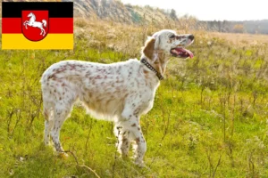 Scopri di più sull'articolo Allevatori di Setter Inglese e cuccioli in Bassa Sassonia