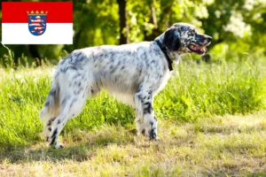 Scopri di più sull'articolo Allevatori di Setter Inglesi e cuccioli in Assia