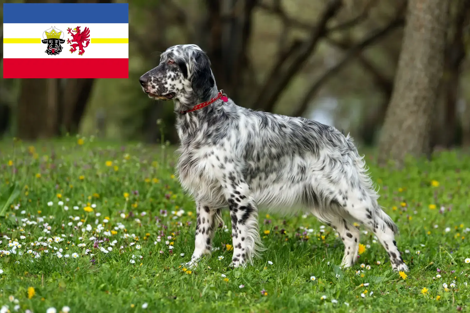 Scopri di più sull'articolo Allevatori di Setter Inglese e cuccioli in Meclemburgo-Pomerania Anteriore