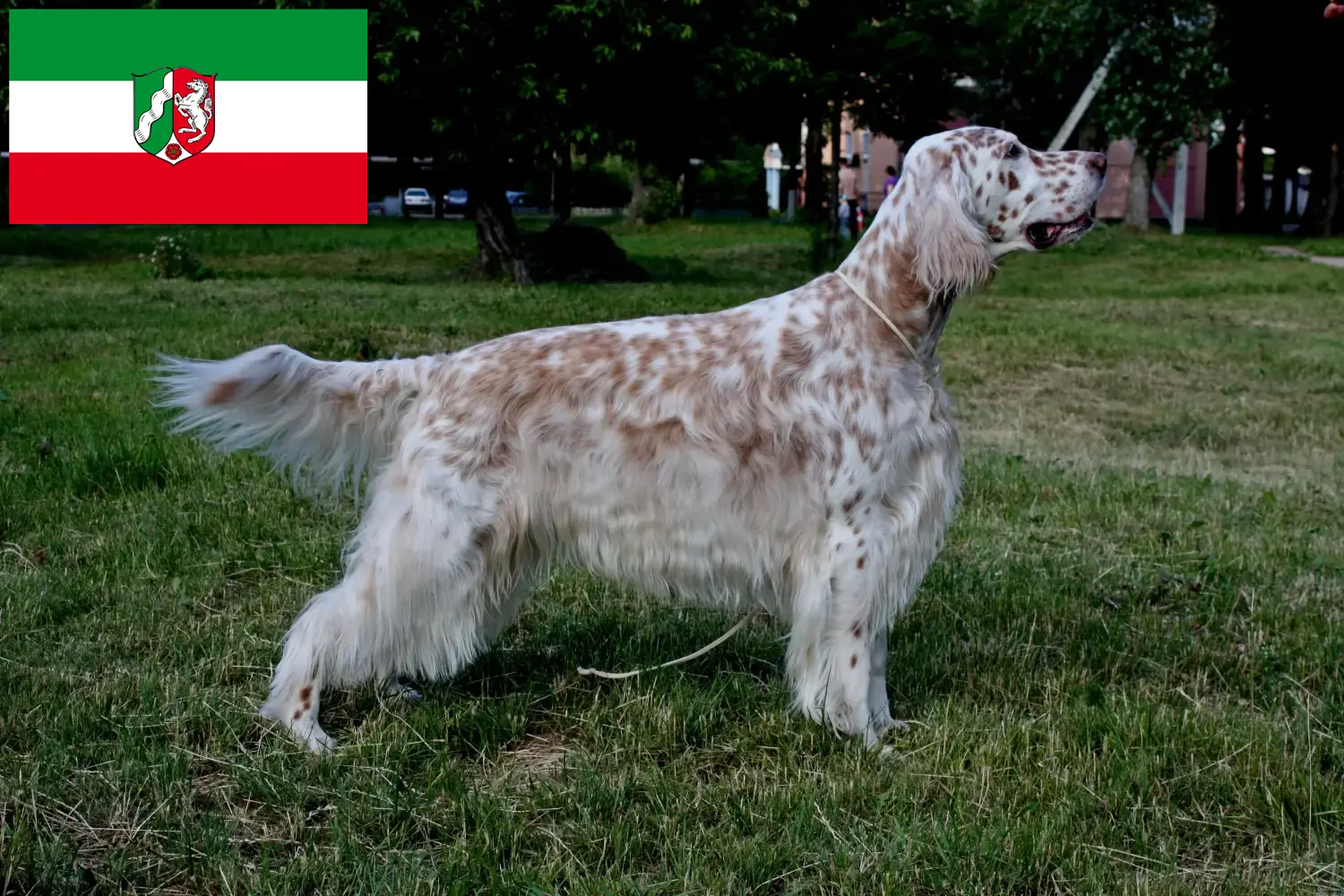 Scopri di più sull'articolo Allevatori di Setter Inglese e cuccioli in Nord Reno-Westfalia