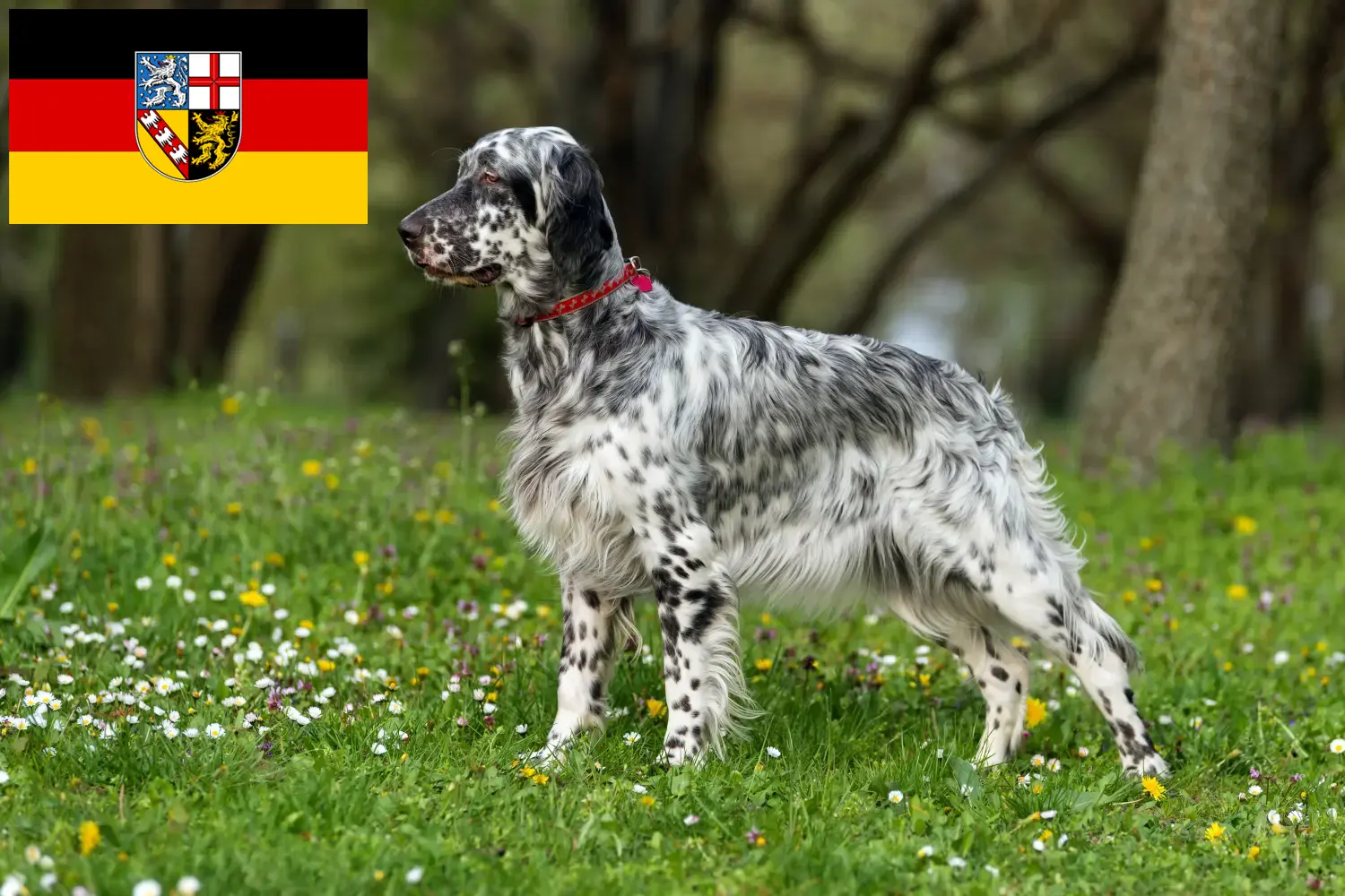 Scopri di più sull'articolo Allevatori di Setter Inglese e cuccioli in Saarland