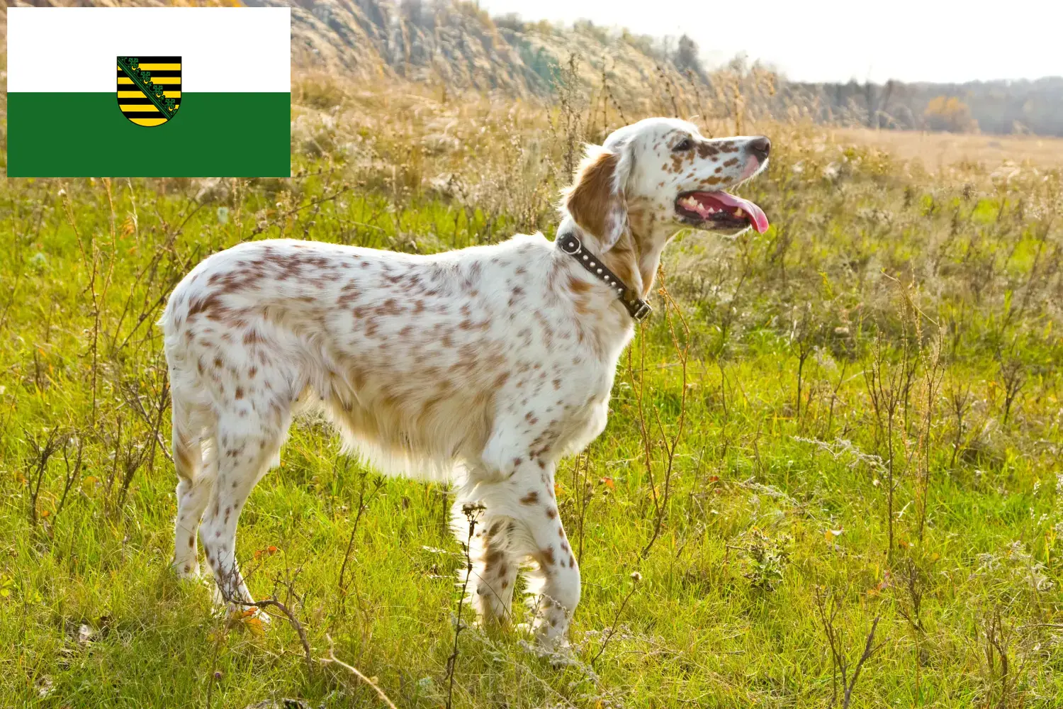 Scopri di più sull'articolo Allevatori di Setter Inglese e cuccioli in Sassonia