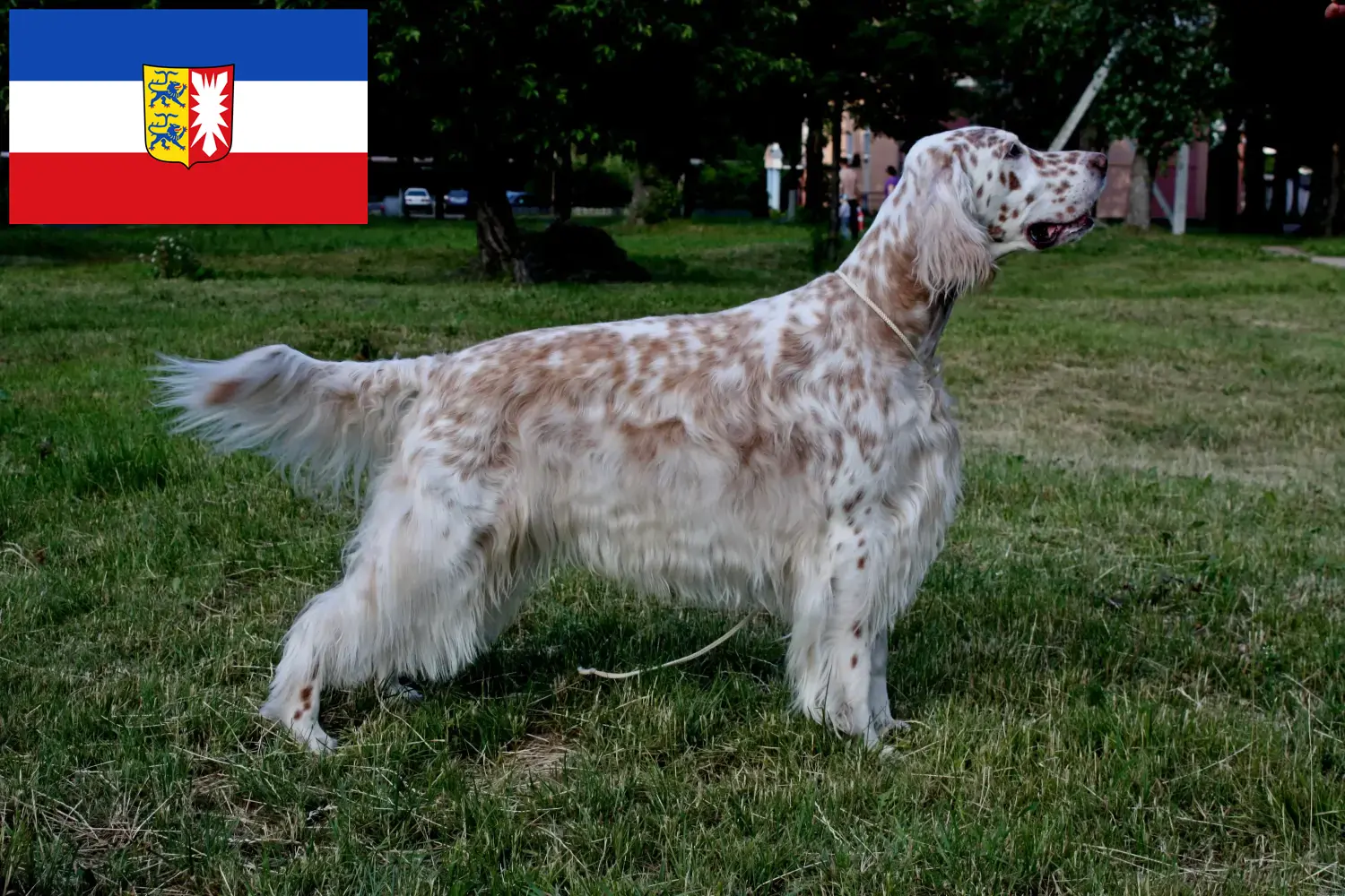 Scopri di più sull'articolo Allevatori di Setter Inglese e cuccioli in Schleswig-Holstein