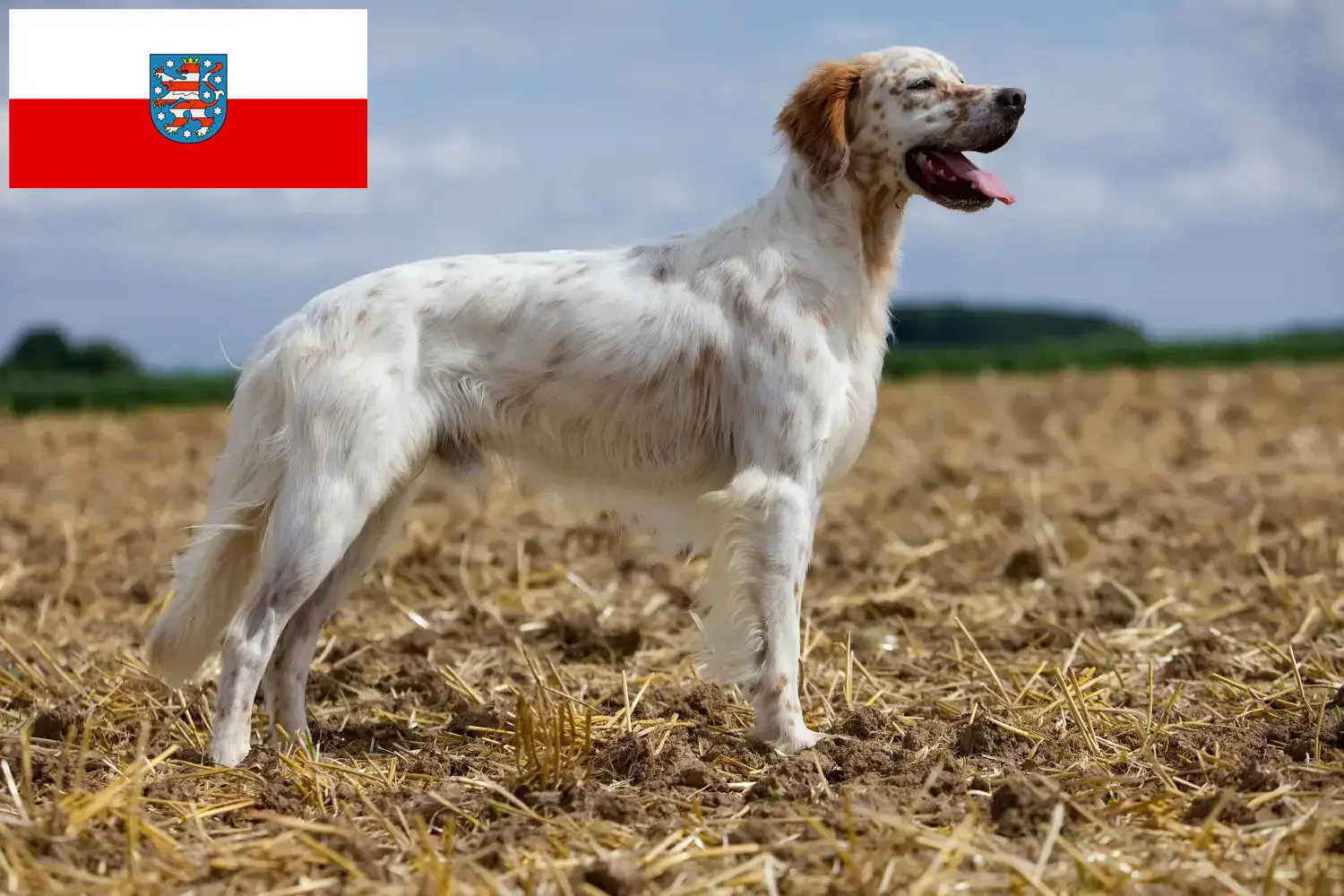 Scopri di più sull'articolo Allevatori di Setter Inglesi e cuccioli in Turingia