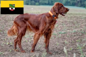 Scopri di più sull'articolo Allevatori e cuccioli di Setter Irlandese Rosso in Sassonia-Anhalt