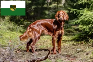 Scopri di più sull'articolo Allevatori di Setter Rossi Irlandesi e cuccioli in Sassonia