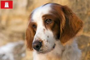 Scopri di più sull'articolo Allevatori e cuccioli di Setter irlandese rosso e bianco a Amburgo