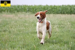 Scopri di più sull'articolo Allevatori e cuccioli di Setter Irlandese Rosso e Bianco in Baden-Württemberg