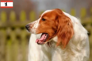 Scopri di più sull'articolo Allevatori e cuccioli di Setter irlandese rosso e bianco a Berlino