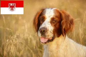 Scopri di più sull'articolo Allevatori e cuccioli di Setter Irlandese Rosso e Bianco a Brandeburgo