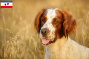 Scopri di più sull'articolo Allevatori e cuccioli di Setter Irlandese Rosso e Bianco in Mecklenburg-Vorpommern