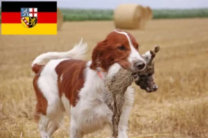 Scopri di più sull'articolo Allevatori e cuccioli di Setter irlandese rosso e bianco in Saarland