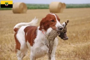 Scopri di più sull'articolo Allevatori e cuccioli di Setter irlandese rosso e bianco in Sassonia-Anhalt