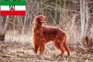 Scopri di più sull'articolo Allevatori e cuccioli di Setter Rosso Irlandese in Nord Reno-Westfalia