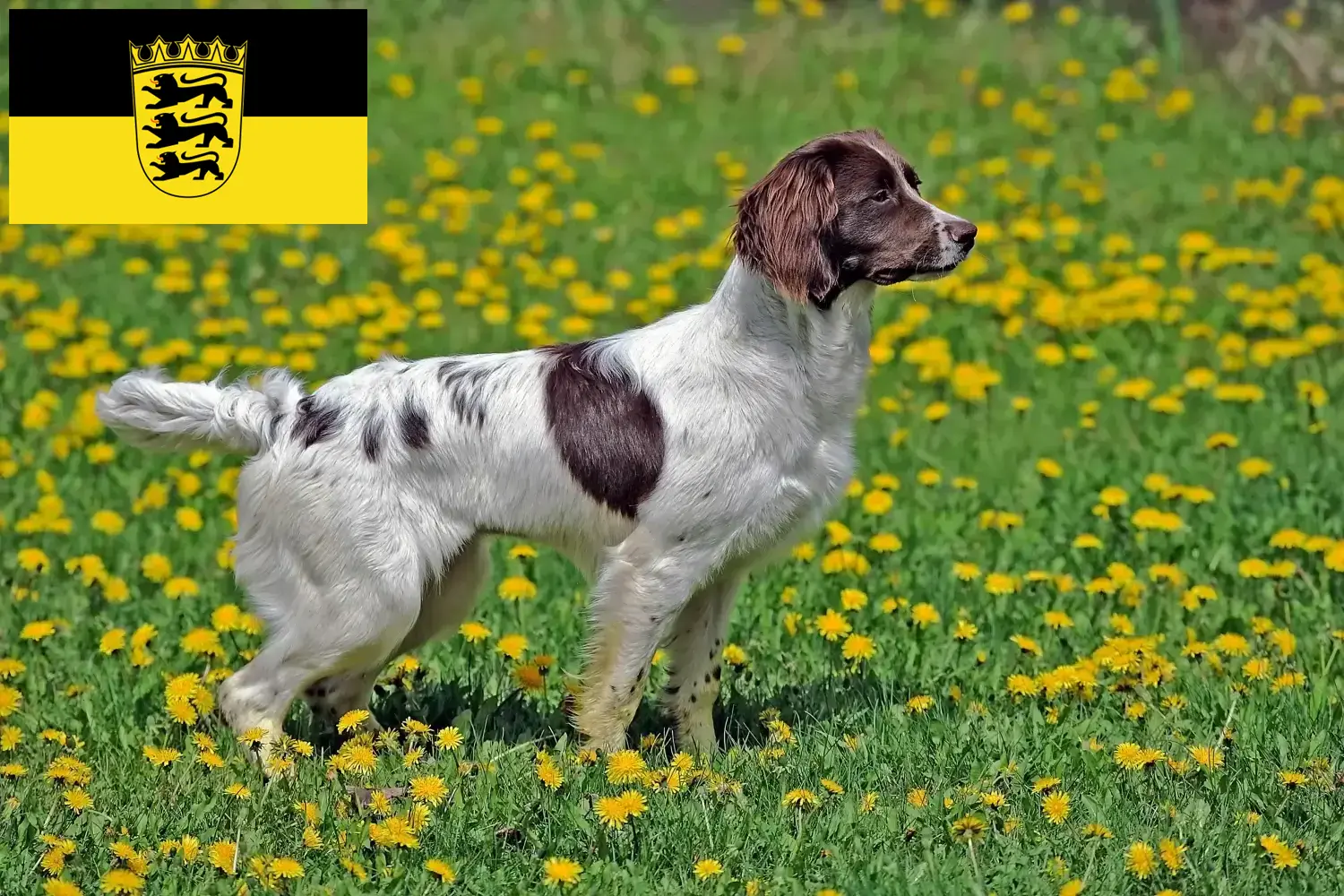 Scopri di più sull'articolo Allevatori di Springer Spaniel Inglese e cuccioli in Baden-Württemberg