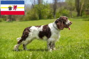 Scopri di più sull'articolo Allevatori di Springer Spaniel Inglese e cuccioli in Mecklenburg-Vorpommern