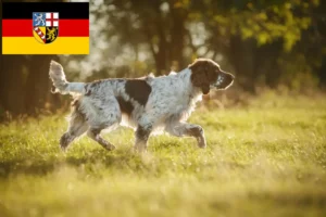 Scopri di più sull'articolo Allevatori di Springer Spaniel Inglese e cuccioli in Saarland