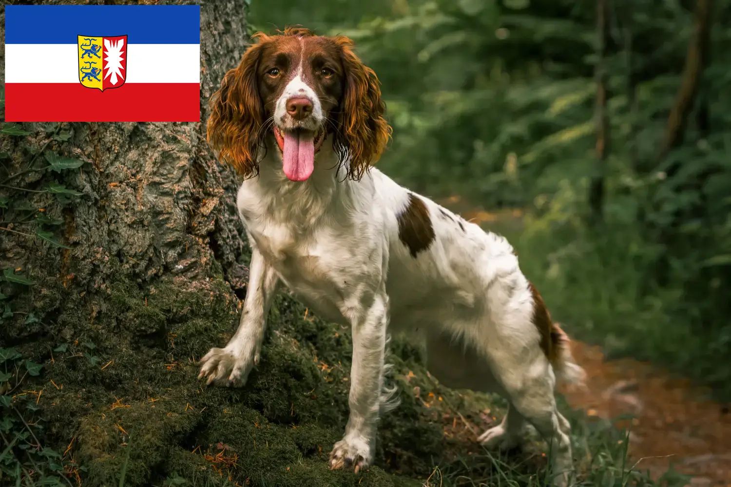 Scopri di più sull'articolo Allevatori di Springer Spaniel Inglese e cuccioli in Schleswig-Holstein