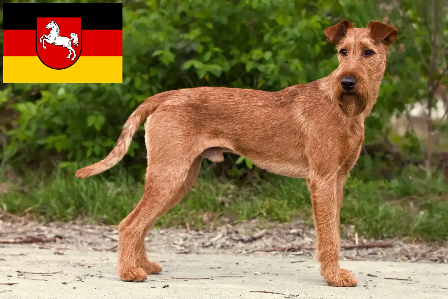 Scopri di più sull'articolo Allevatori di Irish Terrier e cuccioli in Bassa Sassonia