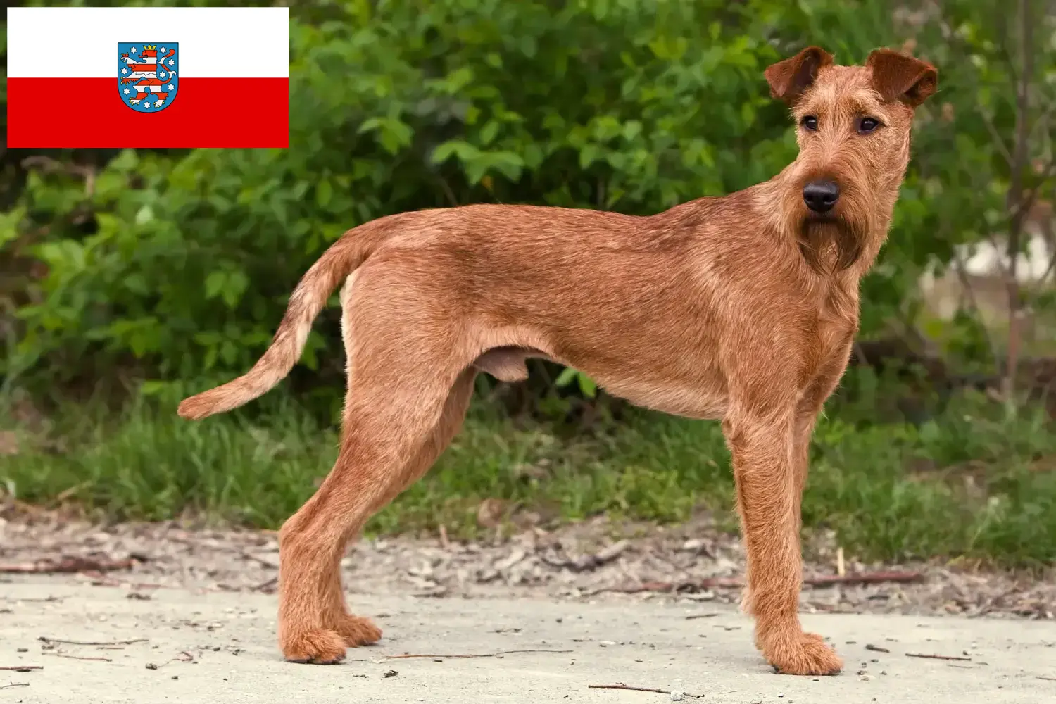 Scopri di più sull'articolo Allevatori di Irish Terrier e cuccioli in Turingia