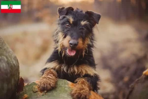 Scopri di più sull'articolo Allevatori e cuccioli di Terrier Tedesco da Caccia in Nord Reno-Westfalia