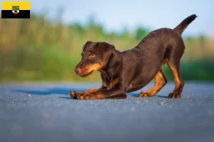 Scopri di più sull'articolo Allevatori di Terrier Tedesco da Caccia e cuccioli in Sassonia-Anhalt