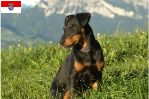 Scopri di più sull'articolo Allevamenti e cuccioli di Terrier Tedesco da Caccia in Assia