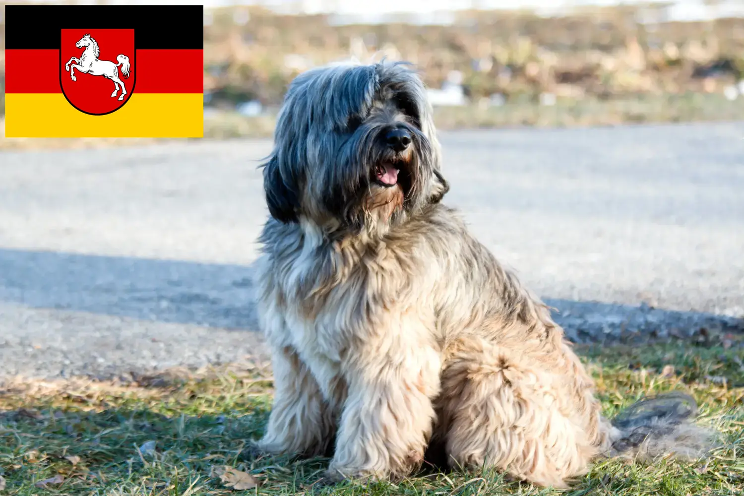 Scopri di più sull'articolo Allevatori di Tibetan Terrier e cuccioli in Bassa Sassonia