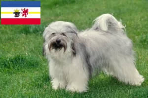 Scopri di più sull'articolo Allevatori di Tibetan Terrier e cuccioli in Mecklenburg-Vorpommern