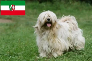 Scopri di più sull'articolo Allevatori di Tibetan Terrier e cuccioli in Nord Reno-Westfalia