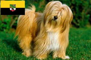 Scopri di più sull'articolo Allevatori di Tibetan Terrier e cuccioli in Sassonia-Anhalt