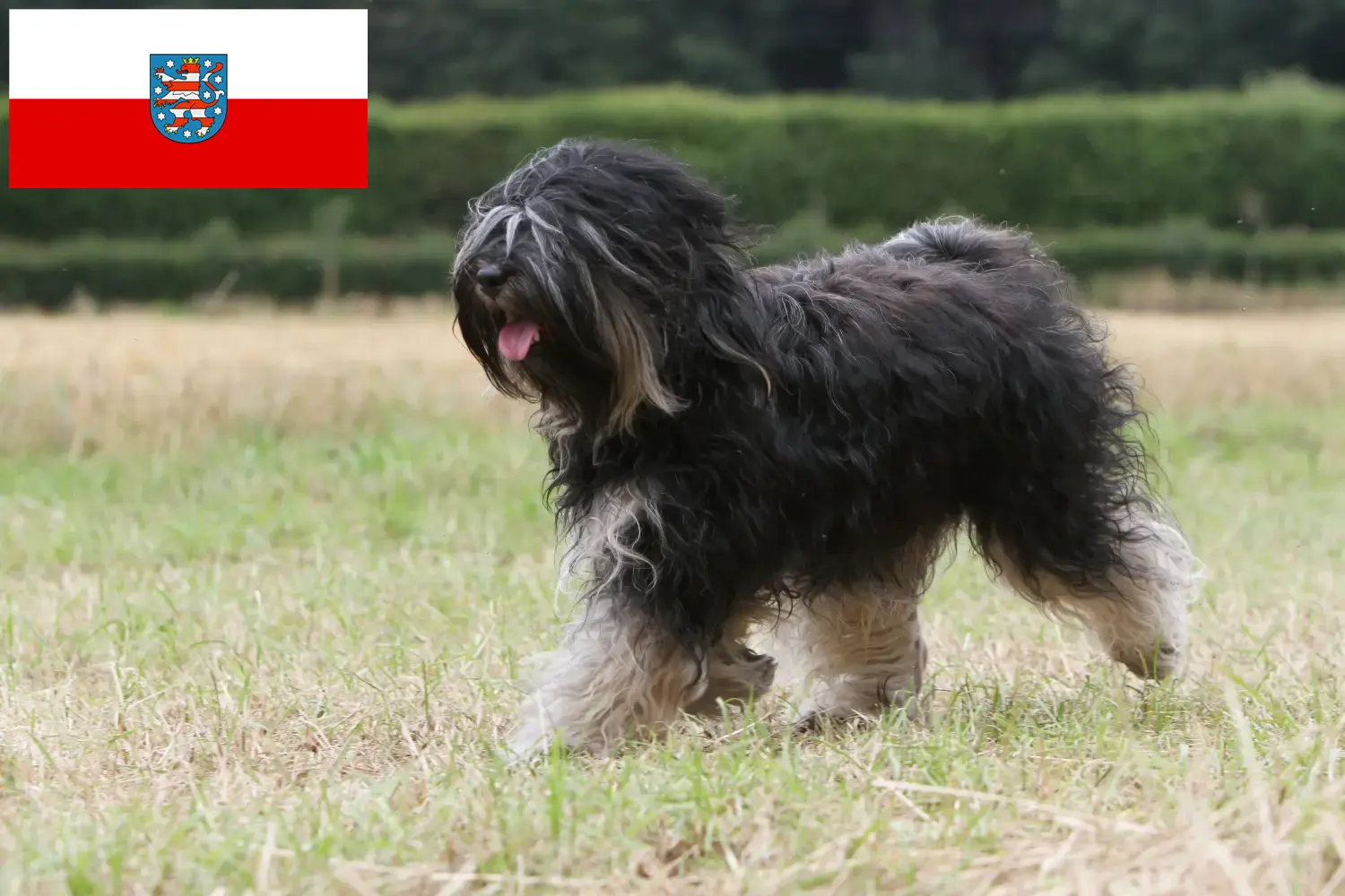 Scopri di più sull'articolo Allevatori di Tibetan Terrier e cuccioli in Turingia