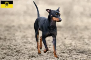 Scopri di più sull'articolo Allevatori di English Toy Terrier e cuccioli in Baden-Württemberg