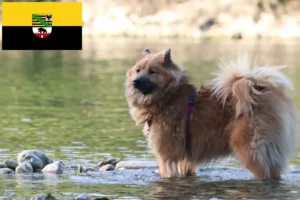 Scopri di più sull'articolo Allevatori di Eurasier e cuccioli in Sassonia-Anhalt