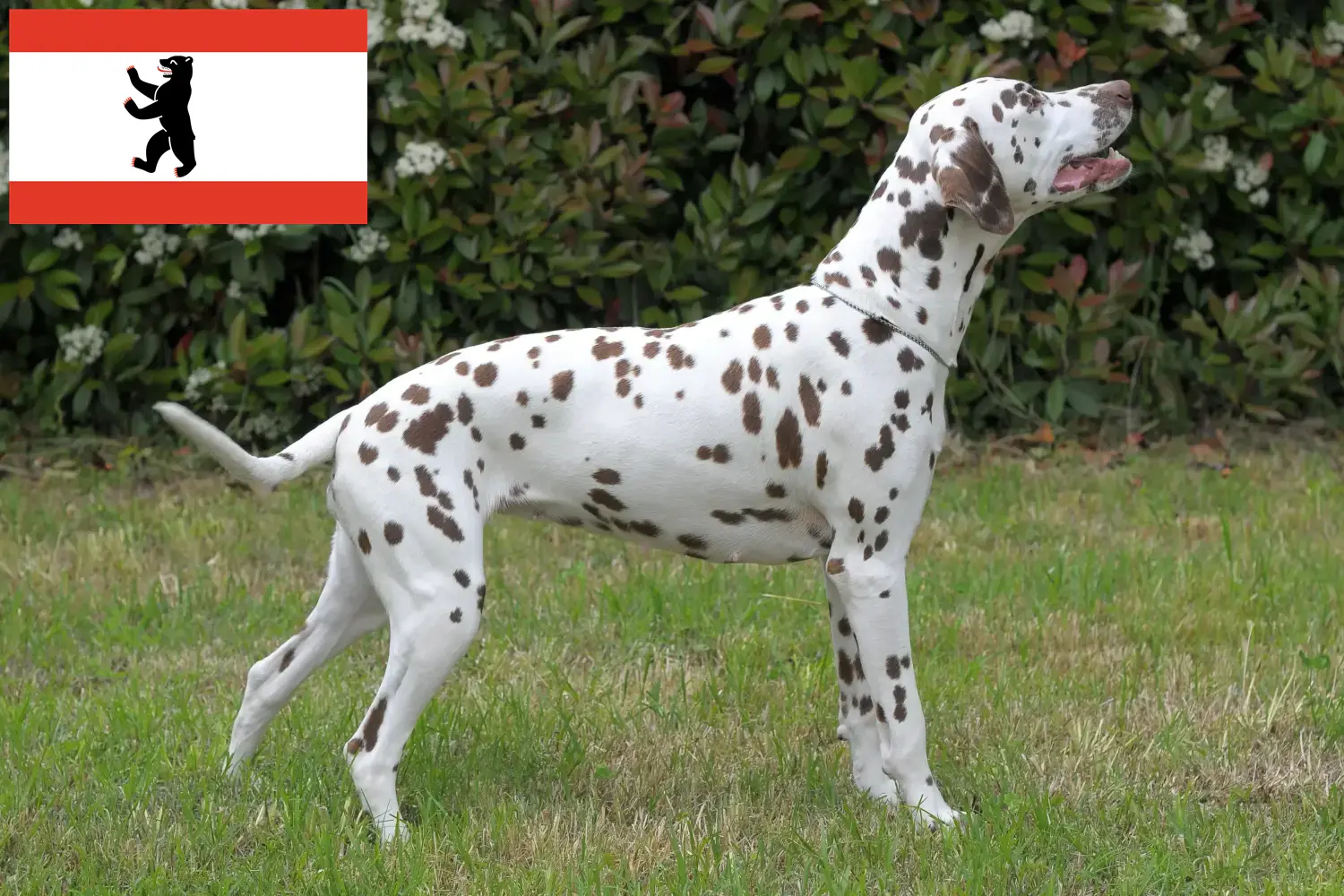 Scopri di più sull'articolo Allevatori di Dalmata e cuccioli a Berlino