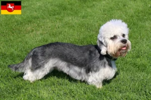 Scopri di più sull'articolo Allevatori di Dandie Dinmont Terrier e cuccioli in Bassa Sassonia