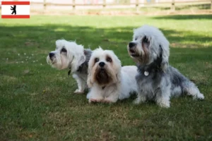 Scopri di più sull'articolo Allevatori di Dandie Dinmont Terrier e cuccioli a Berlino