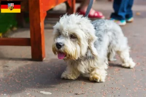 Scopri di più sull'articolo Allevatori di Dandie Dinmont Terrier e cuccioli in Saarland