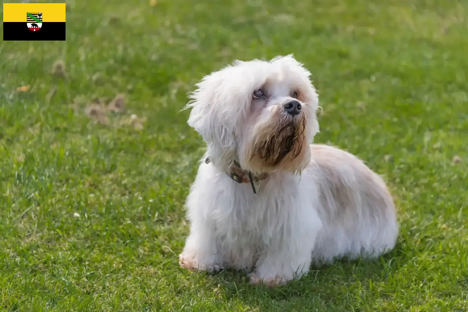 Scopri di più sull'articolo Allevatori di Dandie Dinmont Terrier e cuccioli in Sassonia-Anhalt