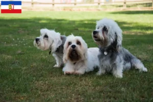 Scopri di più sull'articolo Allevatori di Dandie Dinmont Terrier e cuccioli in Schleswig-Holstein