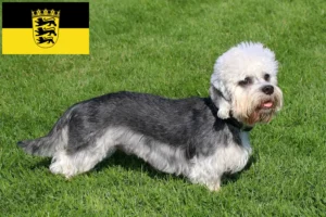 Scopri di più sull'articolo Allevatori di Dandie Dinmont Terrier e cuccioli in Baden-Württemberg