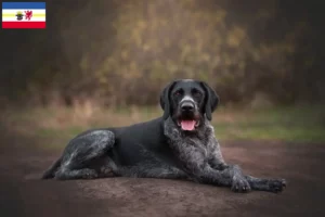 Scopri di più sull'articolo Allevatori e cuccioli di Deutsch Drahthaar in Meclemburgo-Pomerania Anteriore